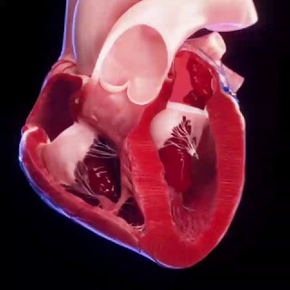 ЭКГ/ХОЛТЕР-ЭКГ/ВЭМ/ЭХОКГ