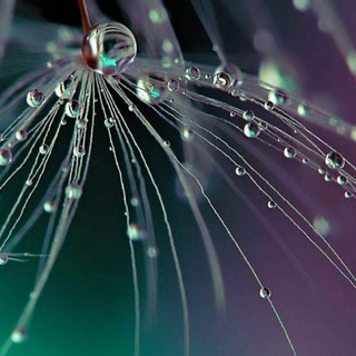 ОТБЛЕСК ТИШИНЫ ДОЖДЯ