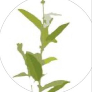 РУССКАЯ ИВА