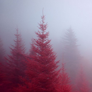 ИНФОКАНАЛ ЖК ЛЕСОБЕРЕЖНЫЙ