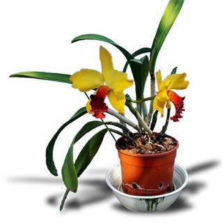 ГИДРОПОНИКА КОМНАТНЫХ РАСТЕНИЙ