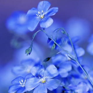 ЦВЕТЫ ЖИЗНИ