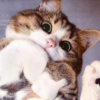 ЛІНИВИЙ_КІТ