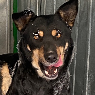 ППЖ НЕРЮНГРИ /ПУНКТ ПЕРЕДЕРЖКИ ЖИВОТНЫХ