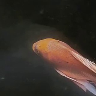 ФИЛОСОФИЯ КУНГ-ФУ | ШАОЛИНЬ 60 | ЦИГУН КАЖДЫЙ ДЕНЬ