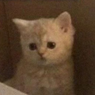 ЭКЗИСТЕНЦИАЛЬНЫЕ КОТЫ