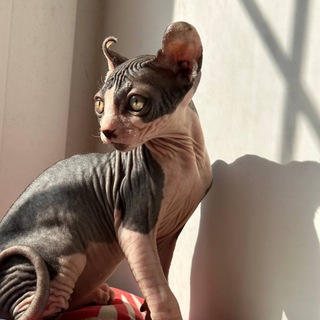 БАРНЫЙ ПОЭТИЧЕСКИЙ  ИМЕНИ МОЕГО КОТА.