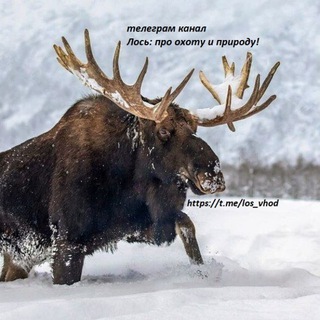 ЛОСЬ: ПРО ОХОТУ И ПРИРОДУ