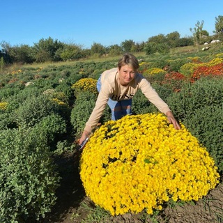 ХРИЗАНТЕМА, МНОГОЛЕТНИЕ ЦВЕТЫ, ЧЕСНОК.