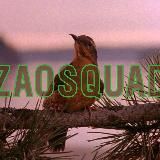 ZAOSQUAD 