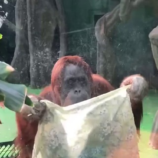 ВСЯКОЕ ДЕТСКОЕ