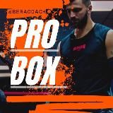 BERA_COACH(PRO BOX)