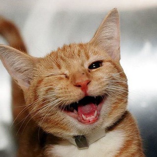 ПУШИСТЫЙ ЮМОР