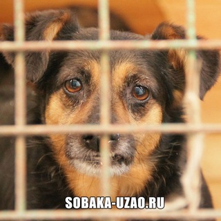 ПРИЮТ ЩЕРБИНКА SOBAKAUZAO