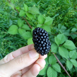 БРЯНСКИЙ ГЕКТАР