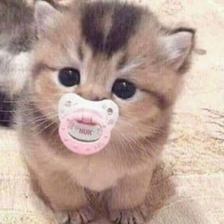 КРОШЕЧНЫЕ И ОЧЕНЬ МИЛЫЕ КОТЯТА