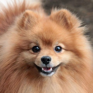 ПОРОДИСТЫЕ СОБАКИ В ДАР