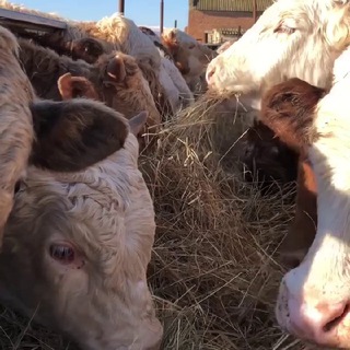 АБДУЛЛА КРС РЫНОК