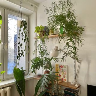 ОРАНЖЕРЕЯ МАКСА