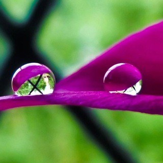 КАПЕЛЬКА НЕЖНОСТИ