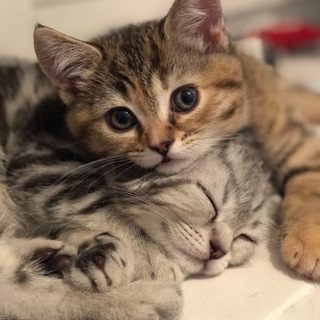 БАТОН И БУЛОЧКА