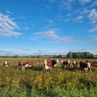 ФЕРМЕР АНДРЕЙ ДАВЫДОВ. (ГЕРЕФОРД.РФ)