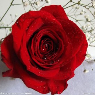 一手国际通道短信群发 主做短信 棋牌 菠菜 网贷 个贷 股票 配资 JZ QP BC 国际通道短信群发加Q:1174465275