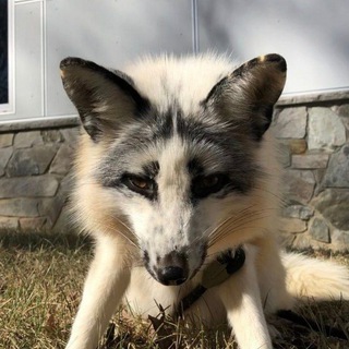 FOXES HERE / ЛИСЫ