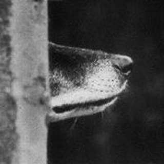 БОГДАН И ЕГО НОС ПО ВЕТРУ (HEARTHESMELL)