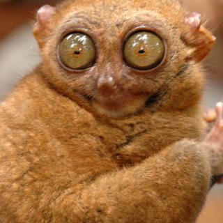 КИЇВСЬКИЙ ТРЕШ