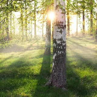 ГАРМОНИЯ ЛЕСА | НАЕДИНЕ С ПРИРОДОЙ