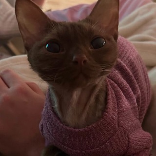 SHWTBBY ИЛИ ШАВКА БАЙБАЙ