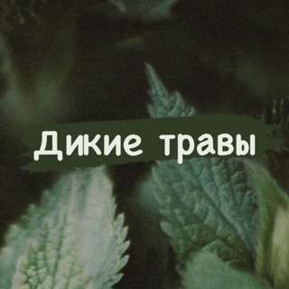 «ДИКИЕ ТРАВЫ»