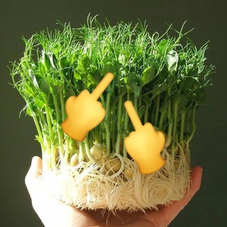 ОСКОРБИТЕЛЬНОЕ САДОВОДСТВО