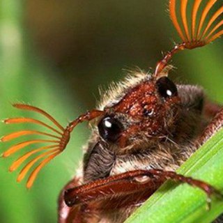 ЖУКИ ПОЛЗУТ НА СЕВЕР