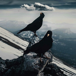 ЧЁРНЫЙ ВЕСТНИК