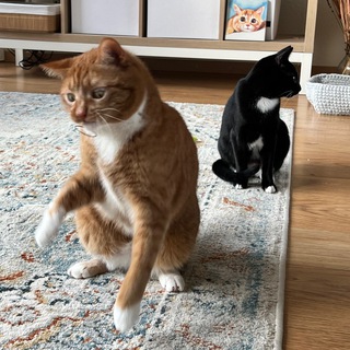 МАРВЕЛ ВСРАТЫЙ КОТ