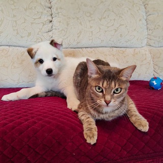 ФРОДО&КАСПЕР&БЭЛЛА