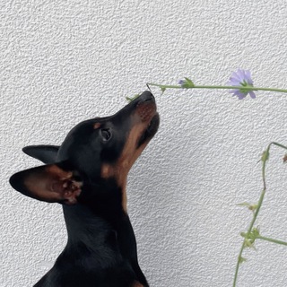 ЦВЕРГПУНКЧЕР С ДЫБЕНКО