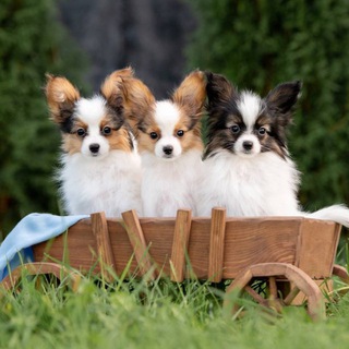 ЩЕНКИ ПАПИЙОН / ФАЛЕН