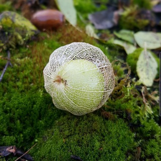 ХУДОЖЕСТВЕННАЯ ГИМНАСТИКА САДЫРОВА ИРИНА ЮРЬЕВНА IRINA-SADYROVA.RU