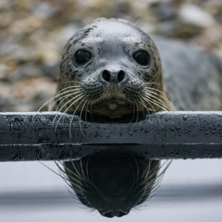 ТЮЛЕНЯТНИК И ВСЕ-ВСЕ-ВСЕ