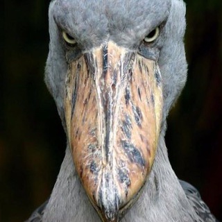 БАЙКАЛЬСКИЙ БАКЛАН