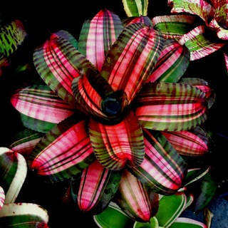 ЦВЕТОМАНИЯ ДОМАШНИЕ ЦВЕТЫ И КОМНАТНЫЕ РАСТЕНИЯ