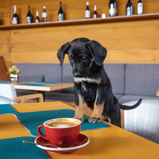 YOUWANTADOG И НЕ ТОЛЬКО