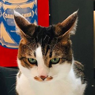 ПОГЛАДЬ КОТА