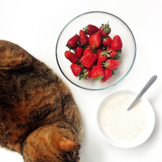 КОТЫ НАКРЫЛИ НА СТОЛ