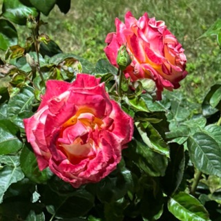 ЦВЕТЫ В СОКОЛЬНИКАХ