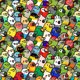 БЛЯДСКИЕ ПОПУГИ