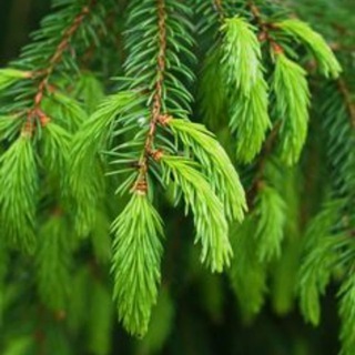 ТРАВНИК-ФИТОТЕРАПИЯ РЕЦЕПТЫ, КНИГИ